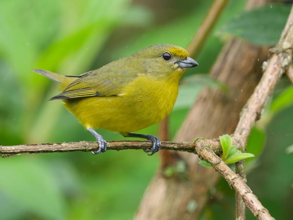 Violette organist (Euphonia violacea)